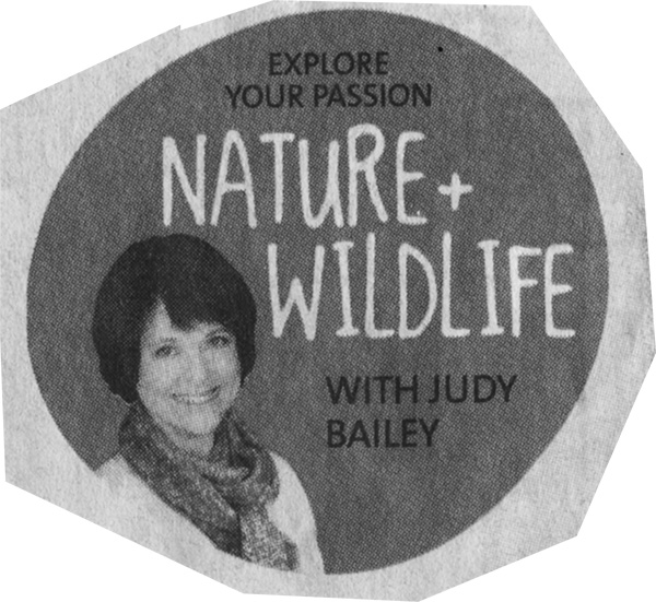 Nature and Wildlife with Judy Bailey