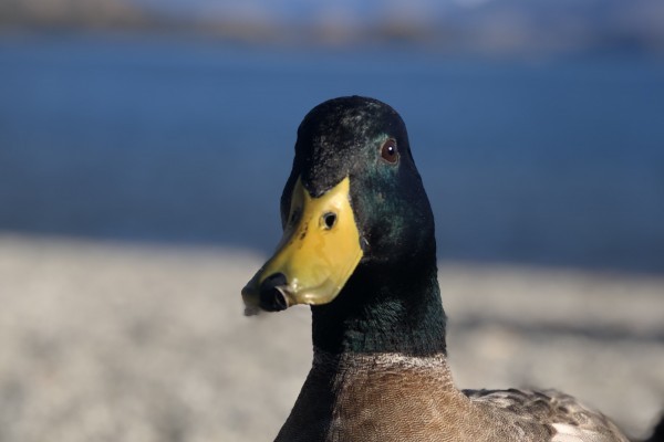 Duck-Biting Story Threatens Otagos Reputation, Says Newspaper that Wrote the Story