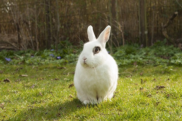 Calls for EU to Ban Animal Testing