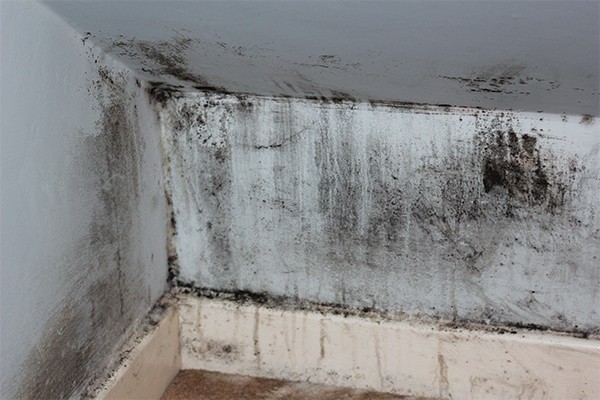 Landlords Provide Perfect Conditions for Mould At No Extra Cost to Tenants