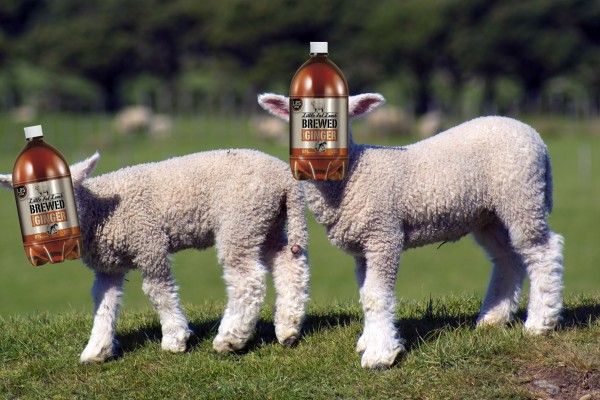 Little Fat Lamb Ginger Beer Tastes Like A Bitch Slap From Hell