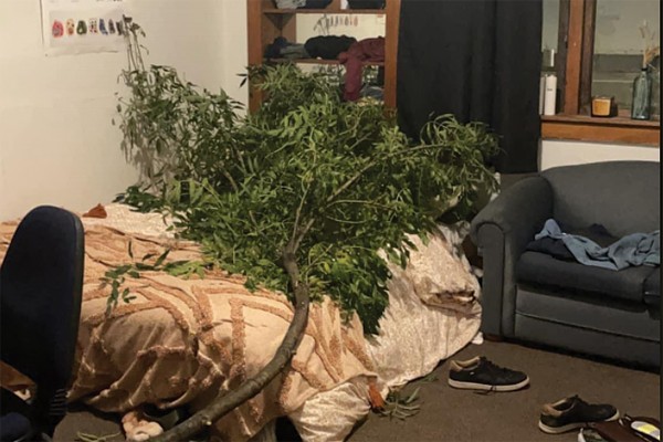 Mysterious Tree Shows Up Naked in Students Bedroom 