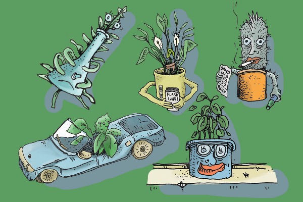 What Houseplant Are You?
