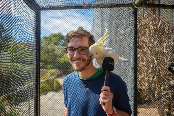 Editorial: The Silence of the Sulphur-Crested Cockatoos