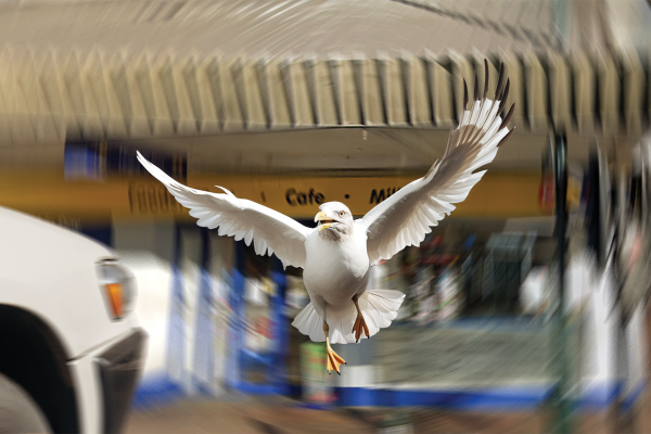 Seagull Gang Ram-Raids Night n Day