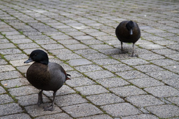 Students Not Convinced By Governments Pet-Bond Policy