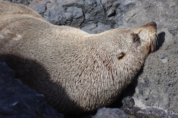 Cap Quietly Removed on Sea Lion Trawling Deaths 