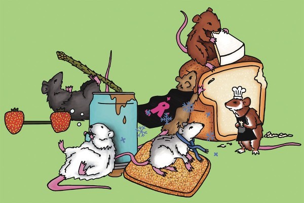 Which Academically Overwhelmed Rat Are You?