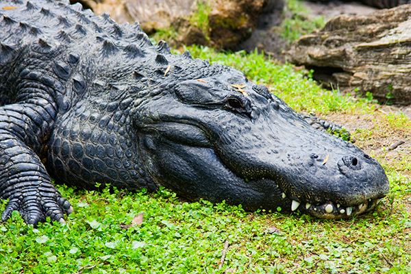 Alligator Attacks Terrorise Dunedin