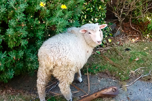 Little Girl Counts Dead Sheep