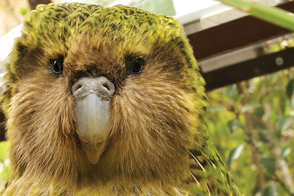 Official Spokesbird for Conservation will be famous  