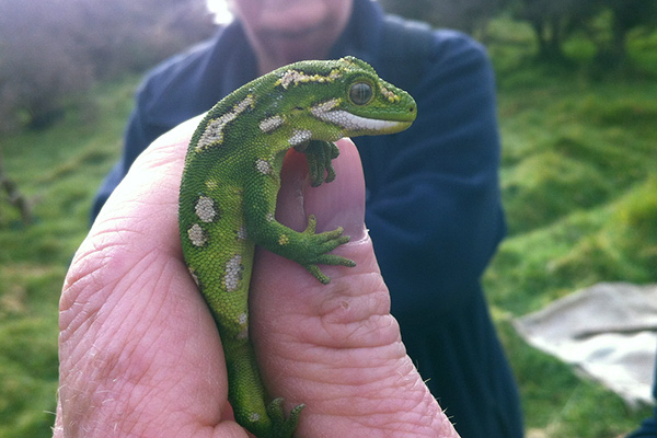 Gecko geeks and preserving the peninsula