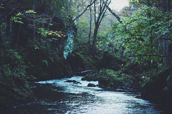 Māori Party Takes Back Seat in Water Rights