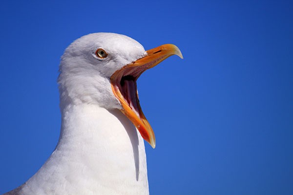 South Africa Defeated By Japan: Blame the Seagulls 