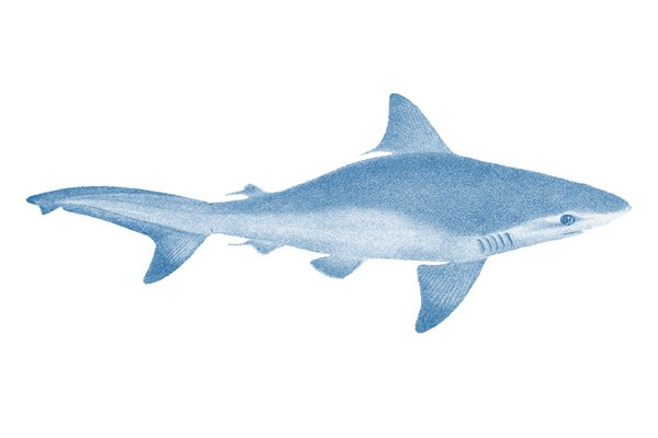 Myth of the Man-Eating Shark