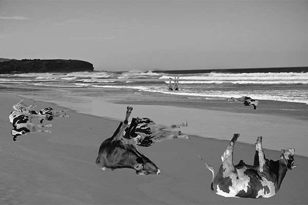 A bit of beef at the beach