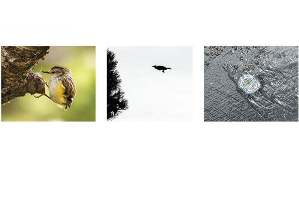 Otago Wildlife  Photography Competition 