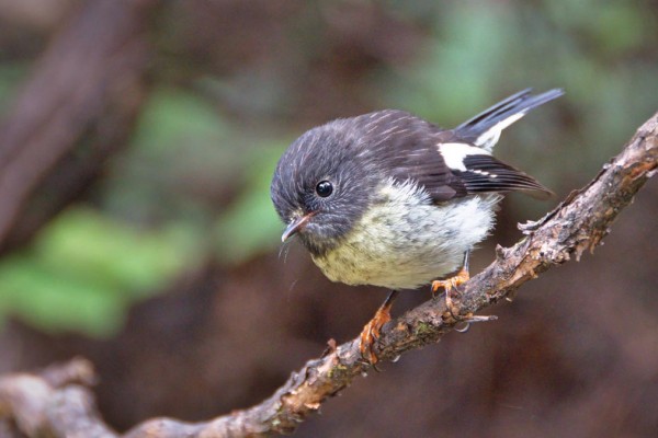 Wild Dunedin Festival Getting Back to Nature