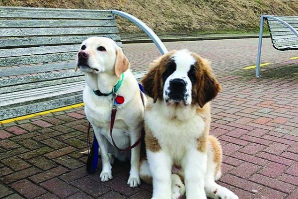 Dogs of Dunedin