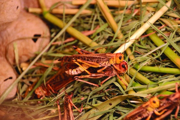 Student Start-Up Ento Wants to Make Eating Bugs Mainstream