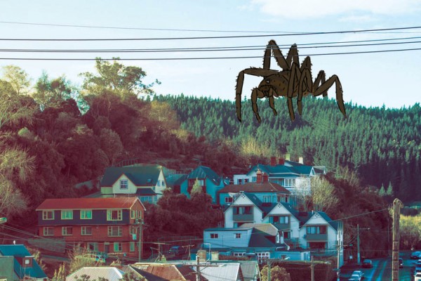 Spider Infestation Season Hits North Dunedin