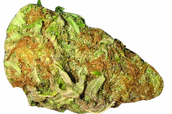 OUSA Takes Pro-Cannabis Legalisation Stance