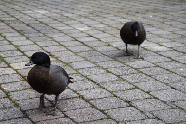 CRIME? Gay Paradise Ducks Relocated from Campus