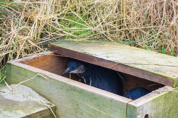 Your Indie Movie Beach Parties Are Killing Baby Penguins