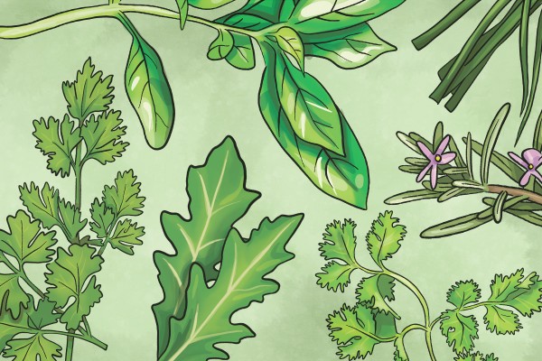 How to Avoid Killing Your Herbs: When, Where, How, and What to Grow