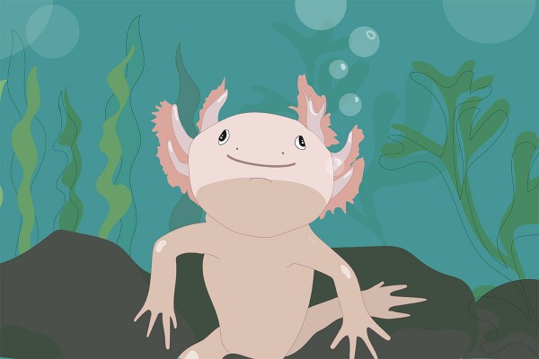Axolotl Pair Left Out to Dry