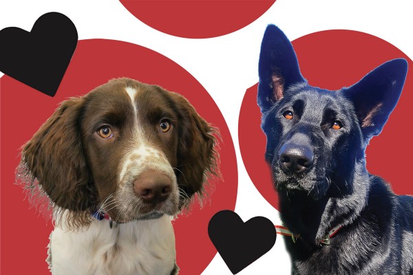 K9MD: The Clever Canines That Can Help Combat Cancer